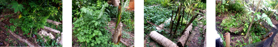 Images of
        home grown botter gourd seeds planted in tropical backyard