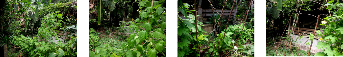 Images of tropical backyard bitter
        gourd climbing are extended