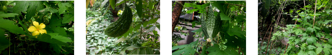 Images of bitter gourd growing in
        tropical backyard