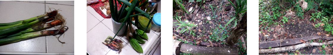 Images of shop bought bunching
        onions planted in tropical backyard