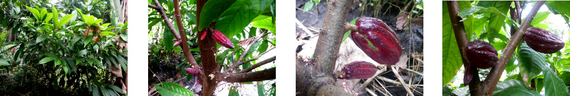 Images of native cacao tree in tropical backyard bearing
        fruit