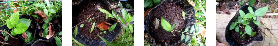 Images of pottedcuttings growing in tropical backyard