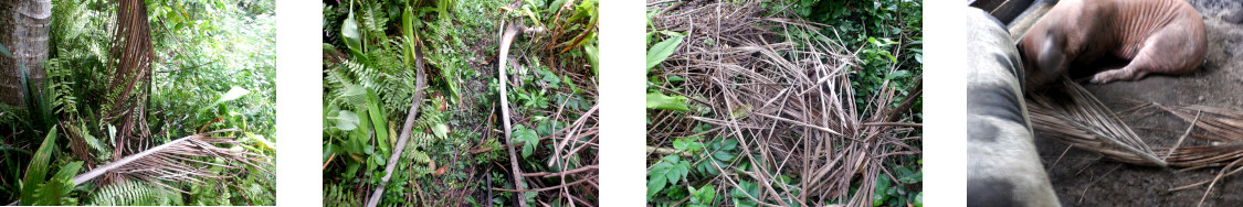 Images of fallen garden debris cleared from tropical
        backyard