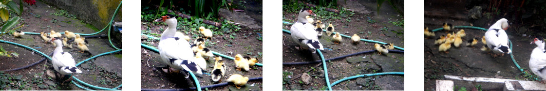 Images of newly born ducklings in tropical backyard