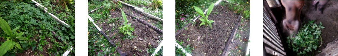 Images of tropical backyard garden
        patch cleared for planting