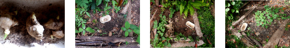 Images of ginger planted in tropical backyard