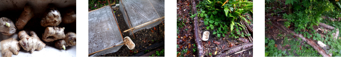 Images of sprouting ginger planted in tropical backyard