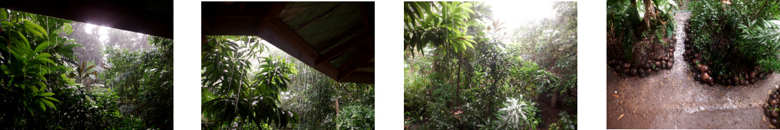 Images of heavy
      rain in tropical backyard