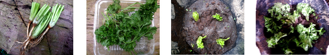 Images of kichen herb cuttings
        potted in tropical backyard