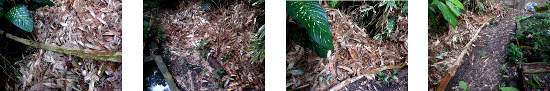 Images of tropical backyard garden path cleared and fallen
        papaya removed