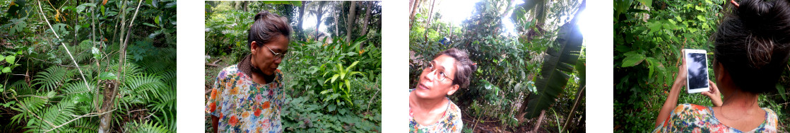 Images of woman looking at tropical backyard garden