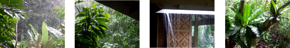 Images of rain in tropical backyard