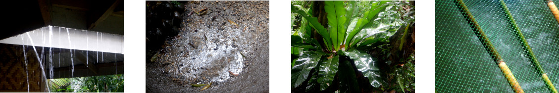 Images of rain in tropical backyard