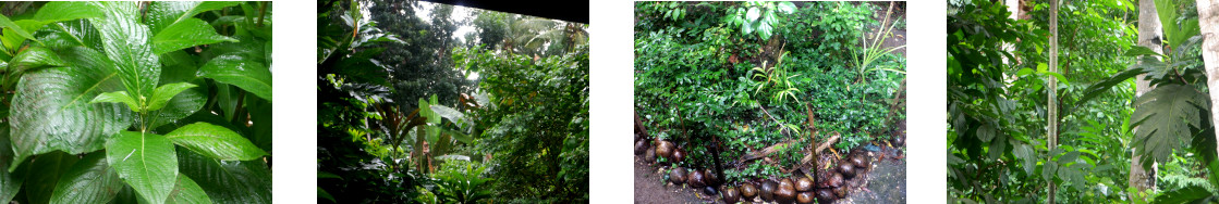 Images of light
      rain in tropical backyard