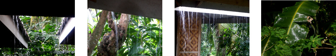 Images of rain in tropical backyard