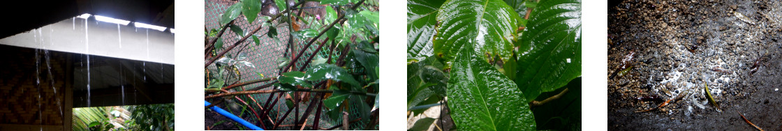 Images of rain in tropical backyard