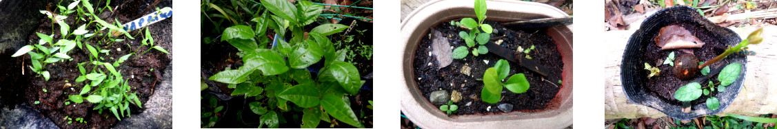 Images of potted seedlings in tropical backyard