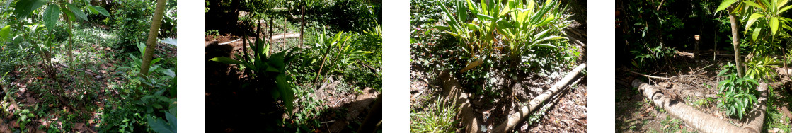 Images of
        squash seeds planted in tropical backyard