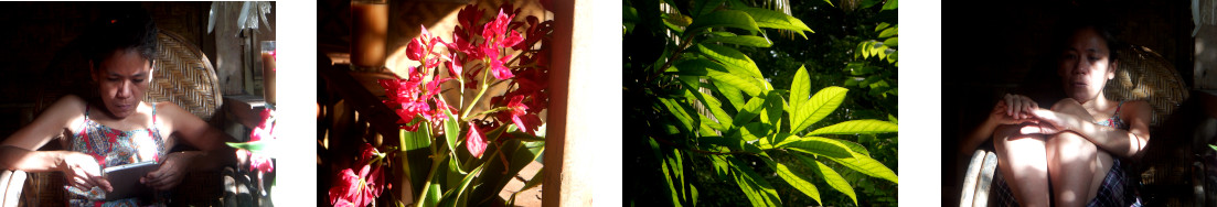 Images of sunny day on tropical balcony