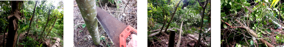 Images of tropical backyard tree being trimmed