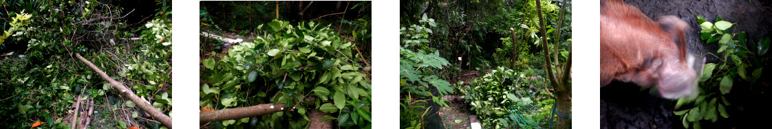 Images of
        tropical backyard tree being trimmed and fed to pigs