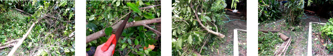 Images of debris from felled tree cleared in tropical
        backyard