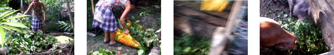 Images of felled tree leaves fed to tropical backyard pigs
