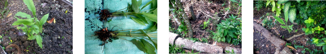 Images of turmeric replanted in tropical backyard