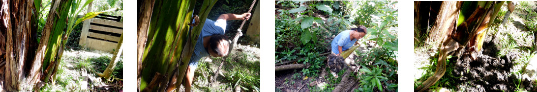 Images of banana tree pup being removed in tropical
        backyard