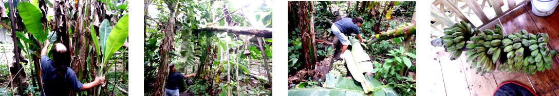 Images of bananas being harvested i tropical backyard