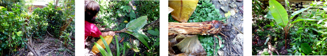 Images of banana tree transplanted in tropical
        bvackyard