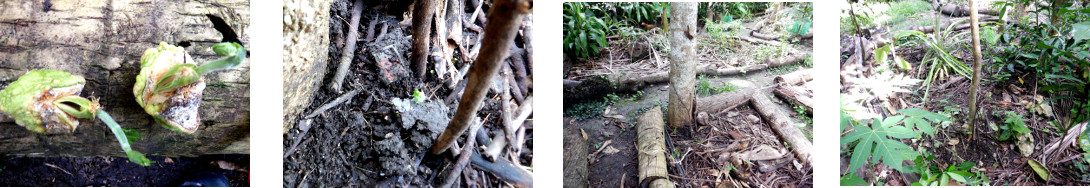 Images of sprouting chayote planted in tropical
        backyard