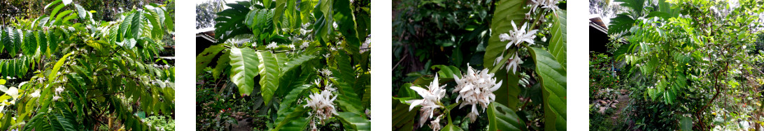 Images of coffee tree flowering in tropical backyard