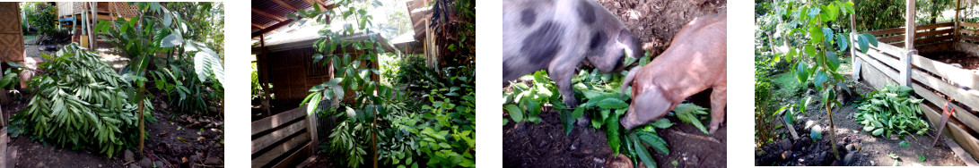 Images of coffee tree trimmed and fed to pigs in
        tropical backyard