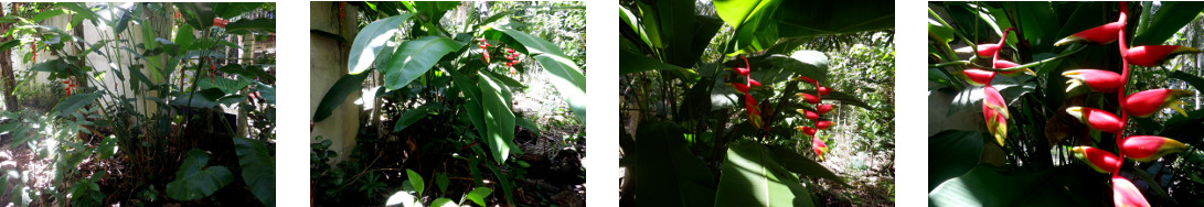 Images of "crabsclaw" growing in tropical
        backyard