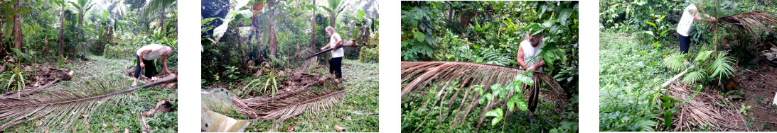 Images of fallen coconut branches being cleared up in
        tropical backyard