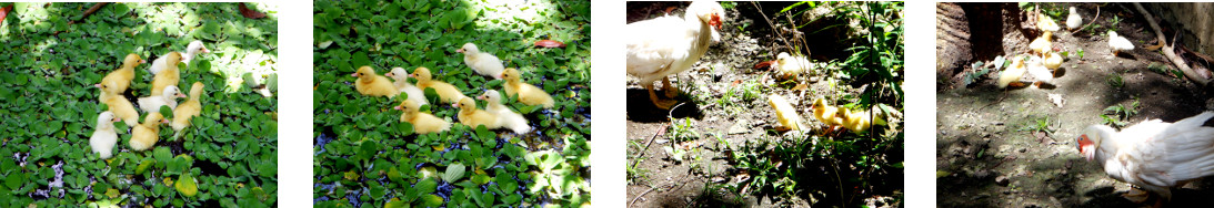 Images of newly hatched ducklings in tropical backyard