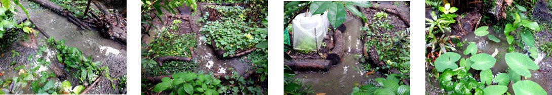 Images of flooding in tropical backyard