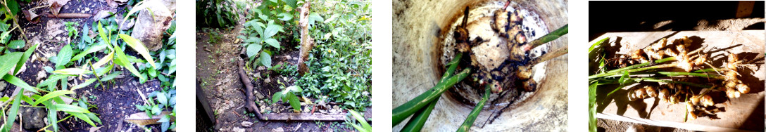 Images of ginger harvested in tropical backyard