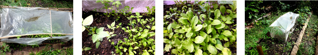 Images of seedlings inside mini-greenhouse in tropical
        backyard