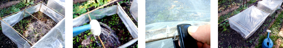 Images of repaired mini-greenhouse in tropical backyard