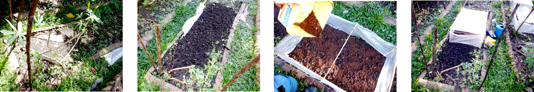 Images of mini-greenhouse constructed and sown in
        tropical backyard