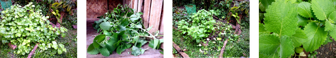 Images of medicinal origano harvested in
                tropical backyard