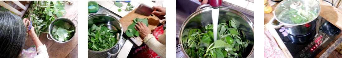 Images of making Medicianl Oregano Tea in tropical
        house