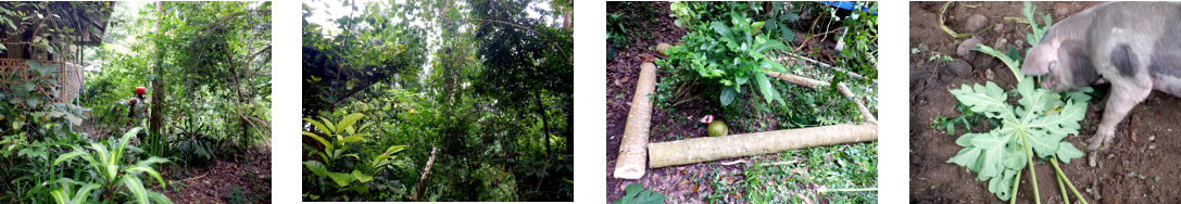 Imagss of papaya tree being chopped down in tropical
        backyard
