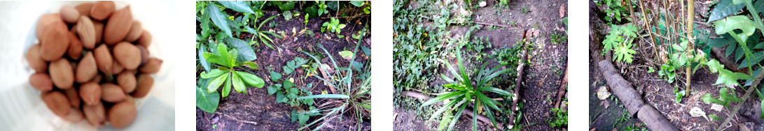 Images of pweanuts planted in various locations in
        tropical backyard