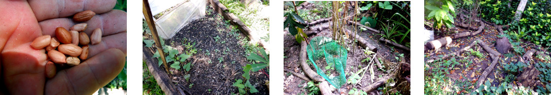 Images of peanuts planted in various locations in
        tropical backyard