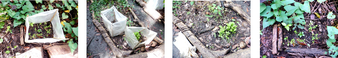 Images of plastic
            removed from protected patches in tropical backyard