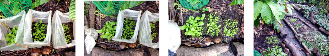 Images of protective plastic removed from tropical
        backyard seedlings