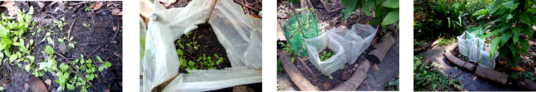 Images of protective plastic replaced in tropical
        backyard after devastation by chickens